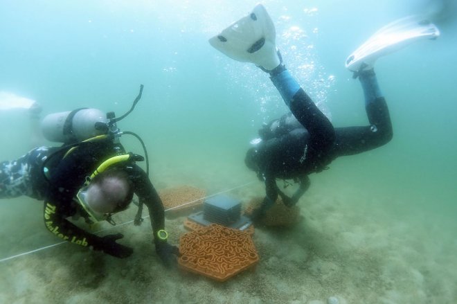 3D-печатные керамические плитки спасут коралловые рифы от вымирания 