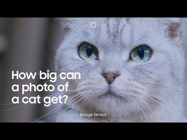 Фото кота размером с теннисный корт продемонстрировало возможности камеры смартфона Samsung Isocell HP1 