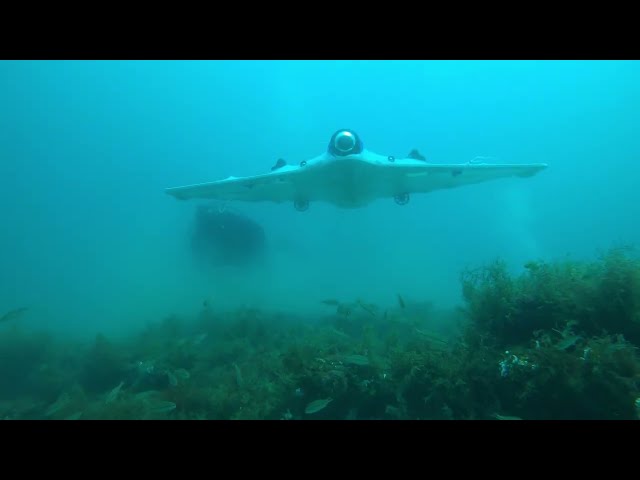 Подводный дрон SeaSearcher поможет искателям затонувших сокровищ 