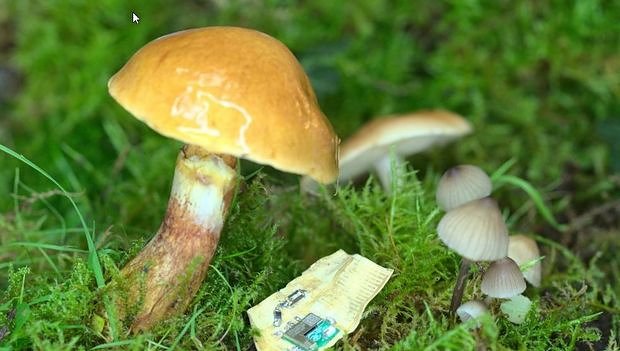 Биоэлектроника из грибов безопасно разложится в компосте 