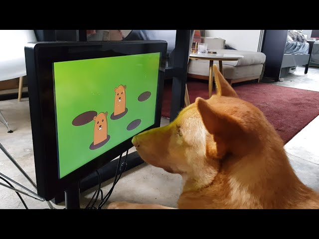 Британский стартап Axios разработал видеоигру для собак 