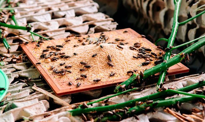 Производством из насекомых высокобелковой муки займутся в Новосибирске 