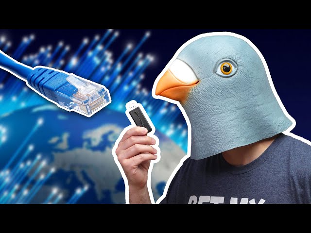 Почтовые голуби передают данные быстрее гигабитного интернета 