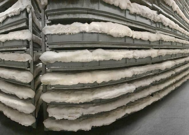 Adidas и Lululemon начинают производство одежды из грибной кожи 