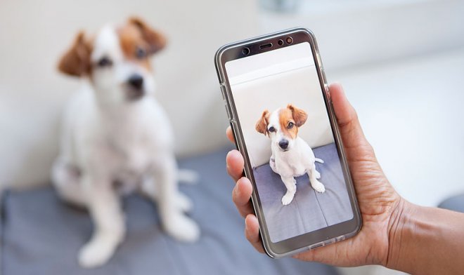 Мобильное приложение Snapchat научилось определять породы собак и виды растений 