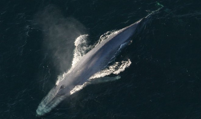 Мы можем уберечь множество китов от смерти, просто слушая их пение 