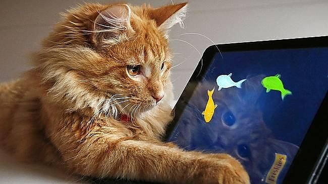 Зачем вашей кошке нужен планшет 
